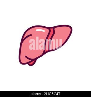 Human organ liver color line icon. Isolated vector element. Outline pictogram for web page, mobile app, promo Stock Vector