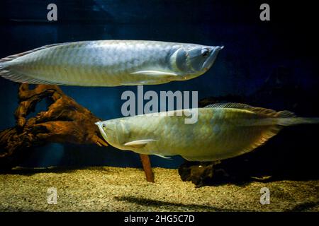 2 arowana in one tank