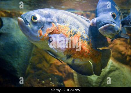 Two astronotus ocellatus fish swimming underwater Stock Photo