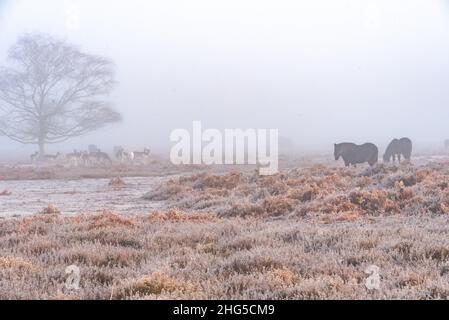 New Forest deer and ponies in the fog Stock Photo