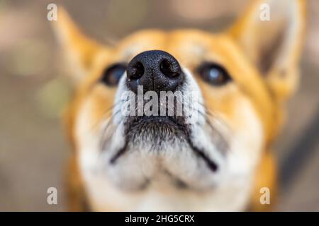 shiba inu muzzle