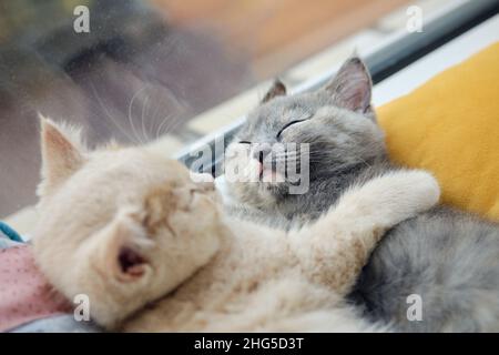 two cute cats are sleeping snuggled on the windowsill