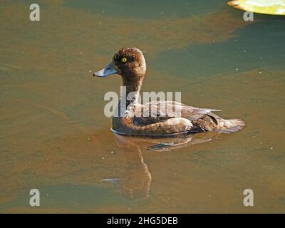 female Tufted Duck (Aythya fuligula) swimming with reflection in murky green water of still duck pond in Perthshire,Scotland,UK Stock Photo