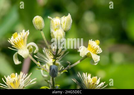 Close up of old mans beard (clematis vitalba) flowers in bloom Stock Photo