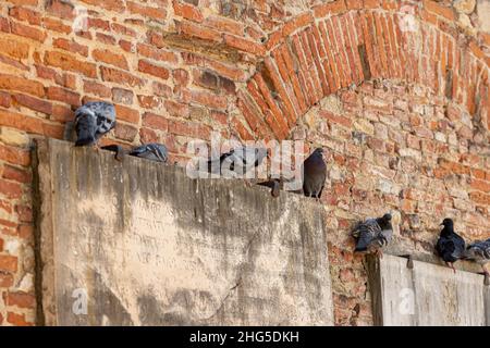 Pisa, Italy - August 9, 2021: pigeons on a stone memorial plaque on a red brick wall Stock Photo