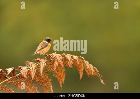 European stonechat perching on a fern branch against colorful background in natural surrounding, UK. Stock Photo