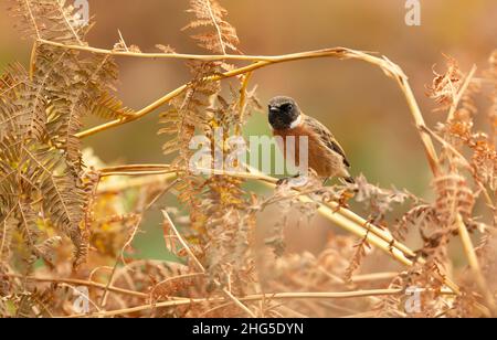 European stonechat perching on a fern branch against colorful background, UK. Stock Photo