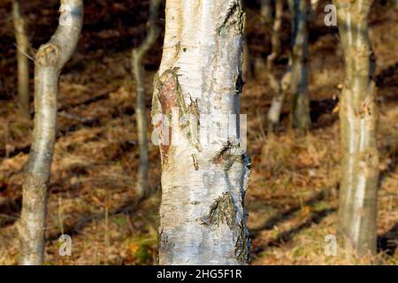 Silver Birch (betula pendula), close up of the lower portion of a young tree showing detail of the white or silver bark. Stock Photo