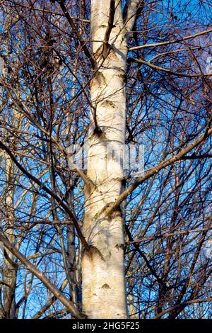 Silver Birch (betula pendula), close up of the lower part of a tall young tree showing the white bark and the way the branches grow from the trunk. Stock Photo