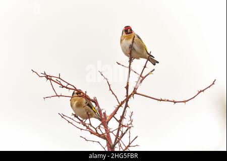 The European goldfinch or cardelina is a passerine bird belonging to the finch family. Stock Photo