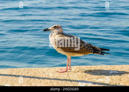 Portrait of grey seagull sits on a pier near the sea.  Stock Photo