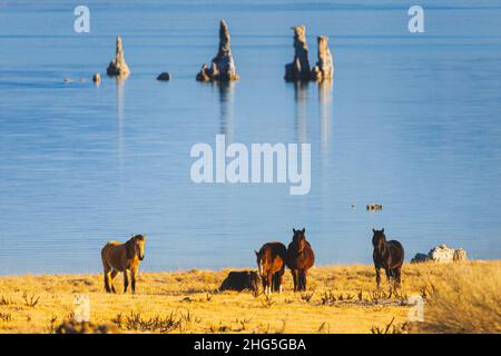 Wild horses (Mustangs) on the shore of Mono Lake in Mono County, California USA with a tufa formation in the background. Stock Photo
