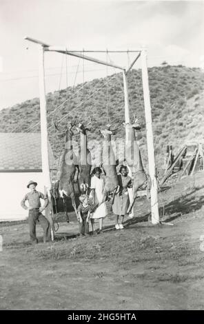 Antique circa 1940s photograph, four white tail deer strung up after hunt. Exact location unknown, USA. SOURCE: ORIGINAL PHOTOGRAPH Stock Photo