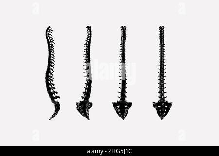 3d render of the spine and sacrum in different positions Stock Photo ...