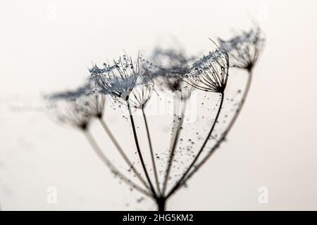 A close up of a wild carrot plant with early morning dew, with selective focus Stock Photo