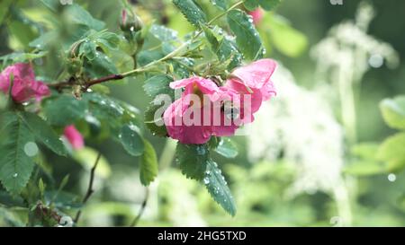 Close up of bumblebee in a pink flower of a dogrose in the summer city park. Natural background of wild rose bush and small insect inside the bud. Stock Photo