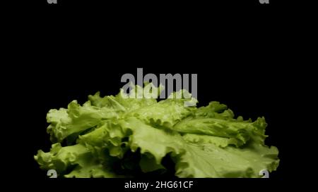 Close up of bunch of fresh green salad rotating Isolated on black Background. Leaves of green salad spinning with drops of water flying into the sides Stock Photo