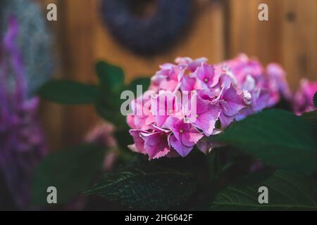 Pink Saintpaulias flowers commonly close up with colored bokeh background Stock Photo