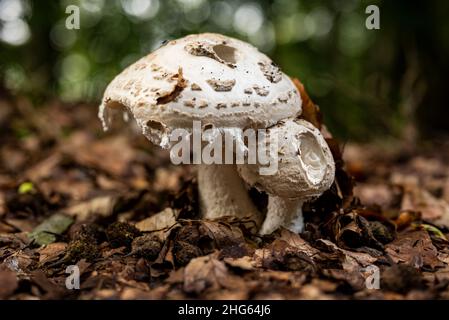 Close-up of white capped mushrooms in a forest, probably warted amanita (Amanita strobiliformis), surrounded by autumn foliage, Weser Uplands, Germany Stock Photo