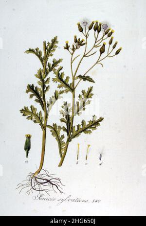 Senecio sylvaticus — Flora Batava — Volume v7. Stock Photo