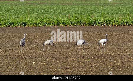 Four cranes, Grus grus, on a harvested field in Mecklenburg-Western Pomerania Stock Photo