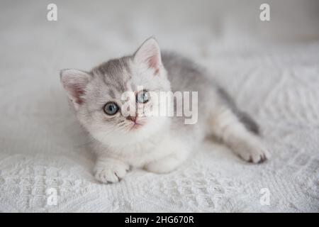 Cute tabby Scottish short hair silver kitten. Dreaming kittens sleep on a bed under warm white blanket. Pets sleep at cozy home. Top down view web Stock Photo