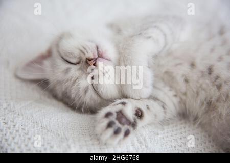 Cute tabby Scottish short hair silver kitten. Dreaming kittens sleep on a bed under warm white blanket. Pets sleep at cozy home. Top down view web Stock Photo