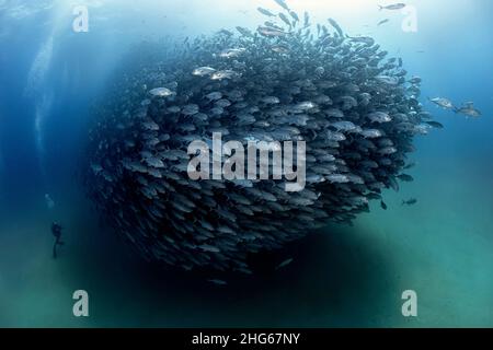 A diver admires in awe a big aggregation of jack fishes in the waters of Cabo Pulmo Marine National Park, where marine biomass has increased exponenti Stock Photo