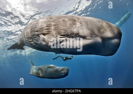 A diver swims between a sperm whale (Physeter macrocephalus) and her cub in the waters of the Caribbean island of Dominica. Stock Photo