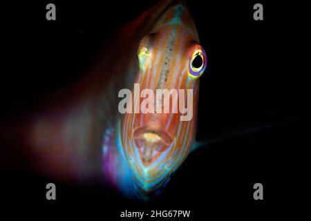 Close of portrait of a Pearly Razorfish or Cleaver Wrasse (Xyrichtys novacula), one of the most shy and elusive fish in the Mediterranean, Italy Stock Photo