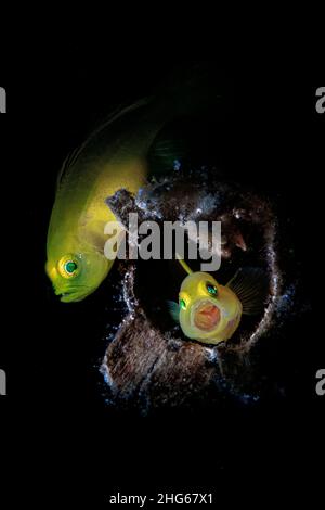 Two yellow pygmy-gobies (Lubricogobius exiguus) in their wooden shelter, Philippines Stock Photo