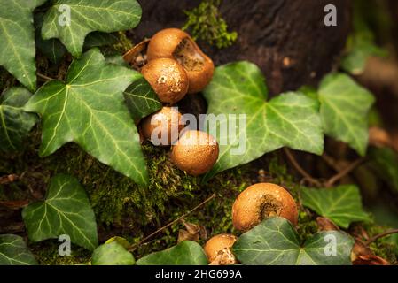 Forest mushrooms, probably pear puffballs (Apioperdon pyriforme), hiding under ivy leaves on a moss-covered tree trunk, Weser Uplands, Germany Stock Photo