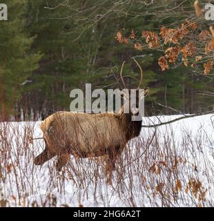 Bull elk in Clam Lake, Wisconsin. Stock Photo