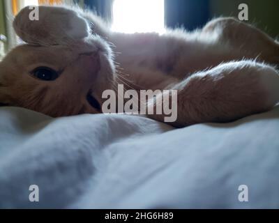 Cream Tabby Cat Sleeping on a Bed Stock Photo