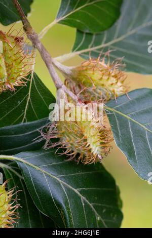 Fagus sylvatica fruit Stock Photo - Alamy