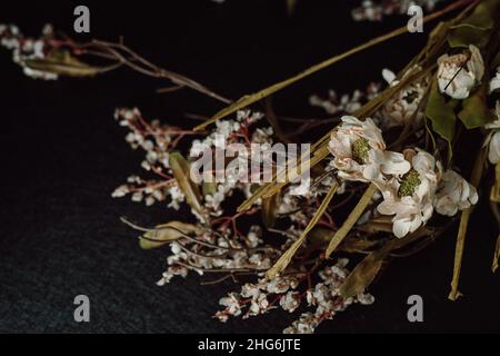 Dried White Flowers and Leaves on Dark Background. Moody Floral Flat Lay. Stock Photo