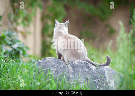 Back of Thai cat sitting outdoors on the rock among green grass and trees. Backwards view pet portrait. Stock Photo