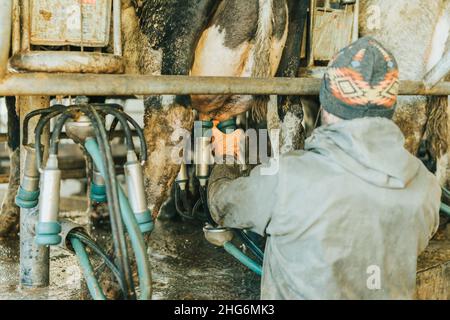 man on his back in work clothes putting teat cups on a cow Stock Photo