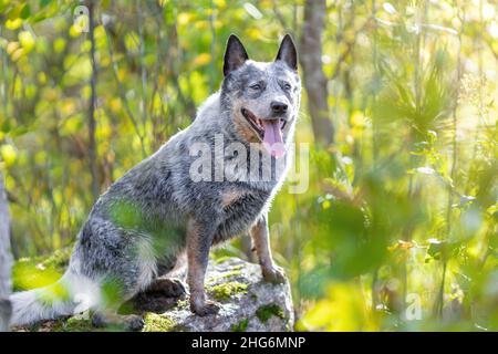 Australian cattle dog sitting on rock among green leaves in forest with tongue out. Blue heeler funny portrait Stock Photo