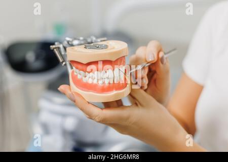 Dentist demonstrate mock-up of human jaws and explain caries prevention and treatment. Close-up of teeth model in doctor hands. Concept photo on dental theme. Stock Photo