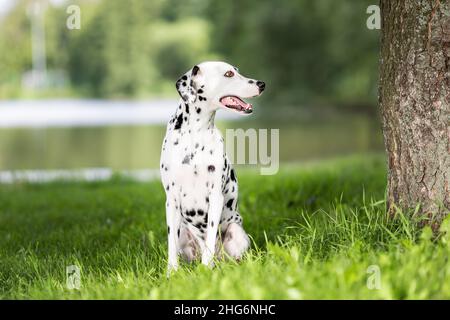 Portrait of cute dalmatian dog with black spots at nature. Smiling purebred dalmatian pet from 101 dalmatian movie sitting on green grass in forest or Stock Photo