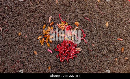 Prepared groundbait mixture for fish. The worms visible in the photo - dead white worms, bloodworm and cassettes. A real delicacy for fish. Goods for Stock Photo