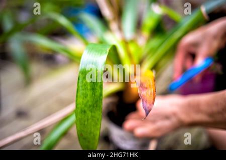 Woman hands closeup holding cleaning pruning potted dracena green plant pot flowerpot outside home garden backyard closeup blurry background Stock Photo