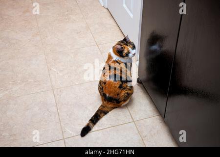 Calico senior cat sitting on tiled floor by kitchen room refrigerator with reflection begging for food or open door Stock Photo