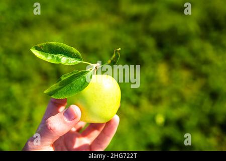 Apple orchard farm field green grass in background with male man hand holding one single fruit in garden in autumn fall or summer countryside in Virgi Stock Photo