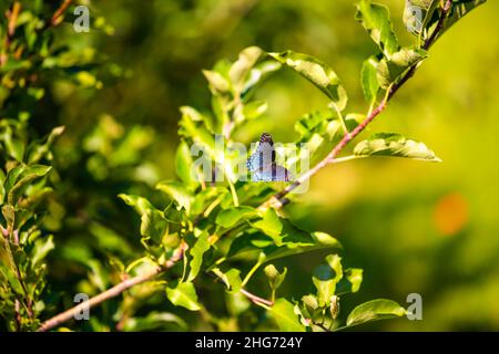 Closeup of white admiral or red-spotted purple blue butterfly, limenitis arthemis insect on apple tree leaves with bokeh background in orchard nature Stock Photo