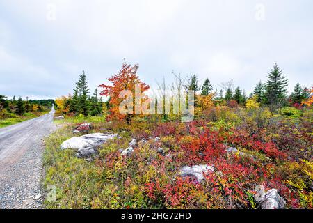 Dirt road and pine spruce trees forest in Dolly Sods, West Virginia in autumn fall season with wild colorful red bushes shrubs and orange multicolored Stock Photo