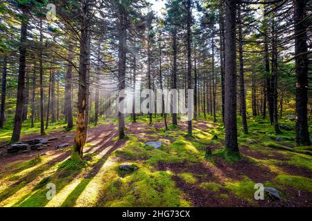 Conifer dreamy fairy tale enchanted moss green dark forest sunrise sun rays behind tree trunks Huckleberry trail in Spruce Knob mountains West Virgini Stock Photo