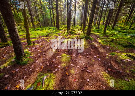 Conifer trees green moss forest looking down on mossy ground with fallen autumn fall leaves pine needles in West Virginia Spruce Knob Huckleberry trai Stock Photo