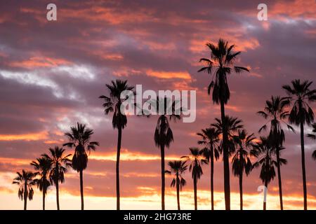 Silhouette of a row of palm trees at sunset with a pink and orange sky Stock Photo